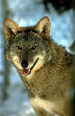 Red Wolf Photo